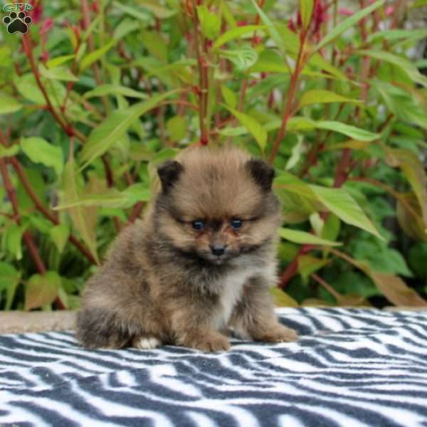 Trixa, Pomeranian Puppy